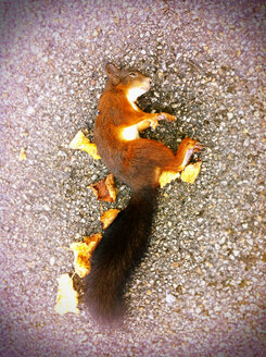 Squirrel (Sciurus vulgaris), dead, near Tegernsee, Germany - SRSF000421