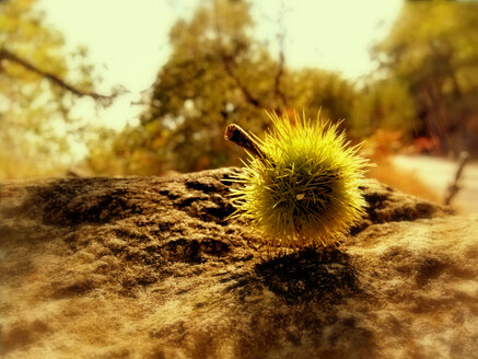 Italy, near Lake Como, Still with chestnuts - SRSF000430