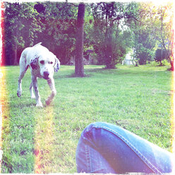 In the garden, dog playing with tennis ball, Dalmatian mix - ONF000360