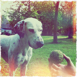 Im Garten, Hund spielt mit Tennisball, Dalmatiner-Mix - ONF000380