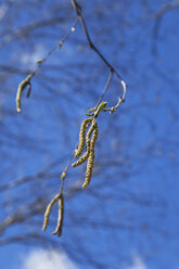 Deutschland, Rheinland-Pfalz, blühende Birkenkätzchen im Frühling - GWF002450