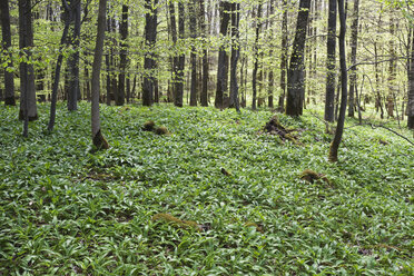 Germany, North Rhine-Westphalia, Eifel, Ramsons (Allium ursinum) in beech forest (Fagus) - GW002454