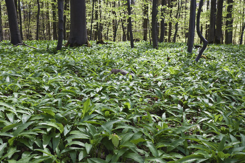 Deutschland, Nordrhein-Westfalen, Eifel, Bärlauch (Allium ursinum) im Buchenwald (Fagus) - GW002453