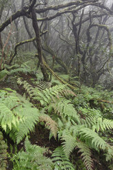 Spanien, Kanarische Inseln, La Palma, Cumbre Nueva, Nebelwald - SIEF004956