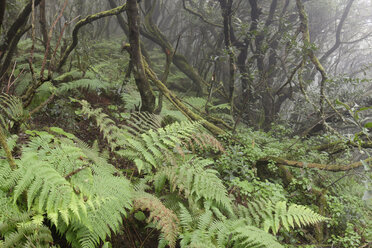 Spanien, Kanarische Inseln, La Palma, Cumbre Nueva, Nebelwald - SIEF004955