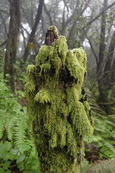 Spain, Canary Islands, La Palma, Cumbre Nueva, Cloud forest - SIEF004954