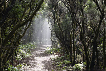 Spanien, Kanarische Inseln, La Palma, Cumbre Nueva, Nebelwald - SIEF004953