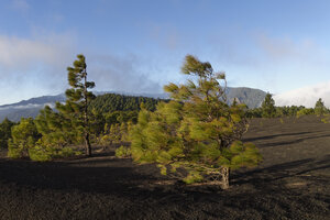 Spanien, Kanarische Inseln, La Palma, Llano de Jable bei El Paso, Pinienbäume im Sturm - SIEF004940