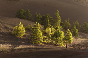 Spanien, Kanarische Inseln, La Palma, Llano de Jable bei El Paso, Kanarische Kiefern (Pinus canariensis) - SIEF004939