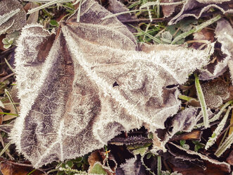 ForeSt. trees, winter, Saxony, Germany, hoar froSt. leaf - MJF000502