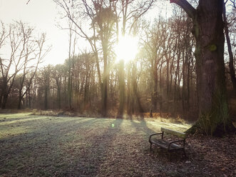 ForeSt. trees, winter, Saxony, Germany - MJF000529