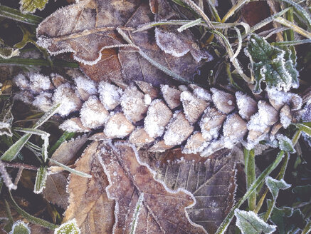 Vorst. Bäume, Winter, Sachsen, Deutschland - MJF000515