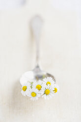 Blüten des Europäischen Gänseblümchens (Bellis perennis) auf Löffel und Holzbrett - GWF002476