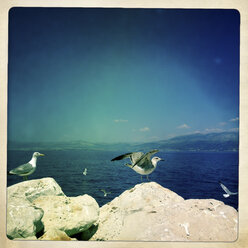 Gulls (Laridae) on stones, Sumartin, Brac, Croatia - DISF000282