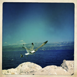 Gulls (Laridae) in flight, Sumartin, Brac, Croatia - DISF000308