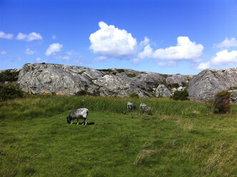 Weidende Schafe auf Asperoe, Süd-Schaeren Göteborg, Schweden - DISF000295
