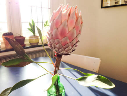 Blühende Protea in einer Flasche zu Hause, Bonn, NRW, Deutschland - MEAF000051