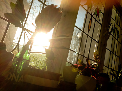 Protea blooming in a bottle at home, Bonn, NRW, Germany stock photo