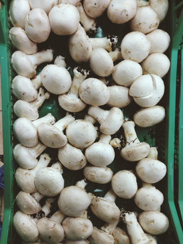 Mushrooms with roots, Palermo, Sicily, Italy stock photo