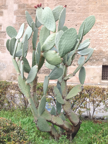 Opuntia cactus, Palermo, Sicily, Italy stock photo