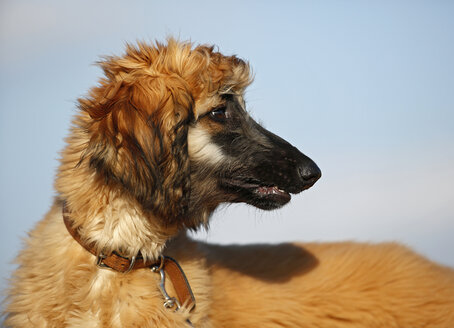 Portrait of afghan hound in front of sky, puppy - SLF000276