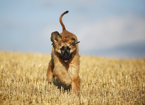 Afghan hound, puppy, running on stubble field stock photo