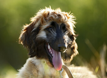 Portrait of afghan hound with outstretched tongue, puppy - SLF000283