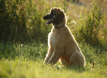 Afghan hound, puppy, sitting on a meadow - SLF000277