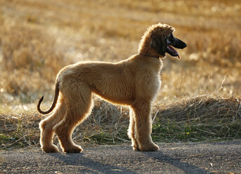 Afghan hound, puppy, standing in front of a stubble field - SLF000278