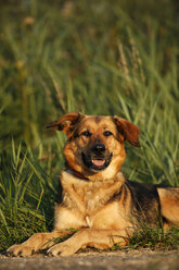 Porträt eines deutschen Schäferhundmischlings auf einer Wiese liegend - SLF000265