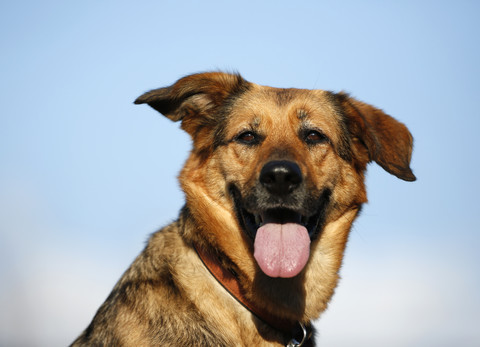 Porträt eines deutschen Schäferhundmischlings vor dem Himmel, lizenzfreies Stockfoto