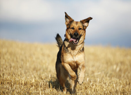 German shepherd mongrel running on a stubble field in front of sky - SLF000267