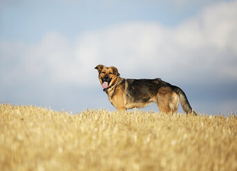 Deutscher Schäferhund-Mischling auf einem Stoppelfeld vor dem Himmel stehend - SLF000262