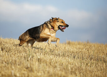 German shepherd mongrel running on a stubble field in front of sky - SLF000279