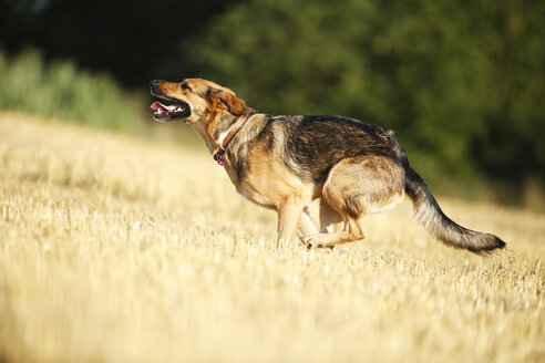 Deutscher Schäferhund-Mischling läuft auf einem Stoppelfeld - SLF000268