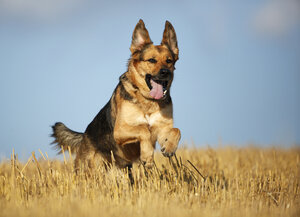 Deutscher Schäferhund-Mischling läuft auf einem Stoppelfeld vor dem Himmel - SLF000269