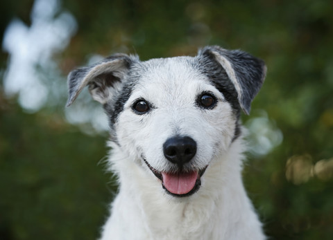 Deutschland, Baden-Württemberg, Jack Russel Terrier, erwachsen, lizenzfreies Stockfoto