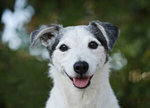 Deutschland, Baden-Württemberg, Jack Russel Terrier, erwachsen - SLF000271