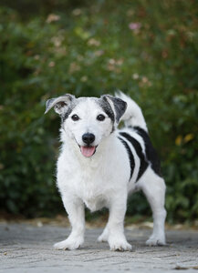 Deutschland, Baden-Württemberg, Jack Russel Terrier, erwachsen - SLF000272