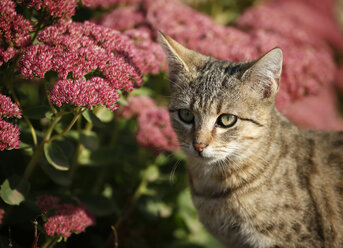 Portrait of tabby kitten in front of red blossoms - SLF000249