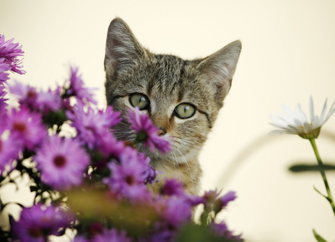 Getigertes Kätzchen hinter rosa Blüten, lizenzfreies Stockfoto