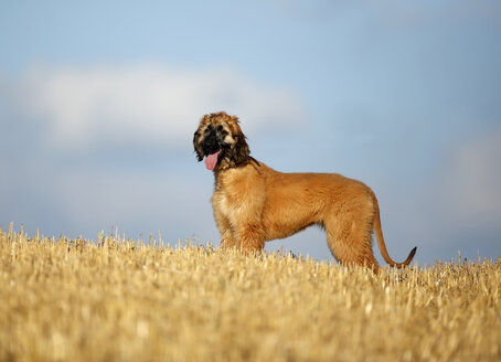 Afghan hound with outstretched tongue, puppy, standing on stubble field - SLF000282