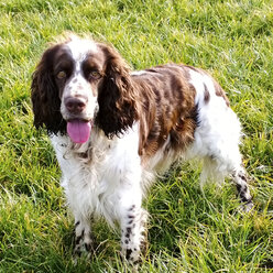 Englischer Springer Spaniel, 3 Jahre, Bayern, Deutschland - MAEF007604