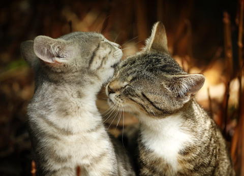 Two young cuddling cats stock photo