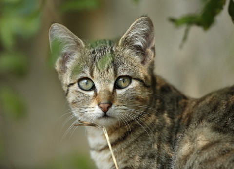 Porträt einer jungen getigerten Katze, lizenzfreies Stockfoto