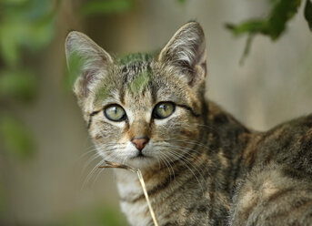 Porträt einer jungen getigerten Katze - SLF000259