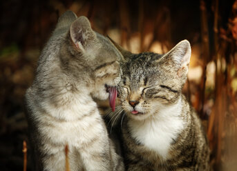 Junge Katze leckt das Gesicht einer anderen Katze - SLF000257