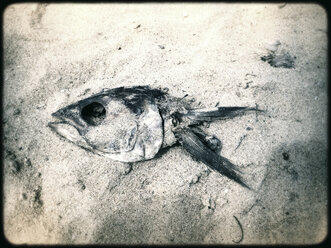 Toter Fisch, Negombo, Sri Lanka - DRF000410