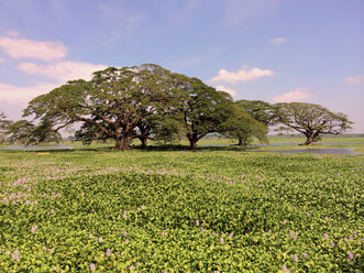 Landscape, water lilies field Tissamaharana, Sri Lanka - DRF000368