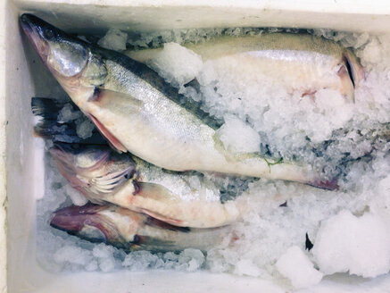 Frischer Fisch auf dem Fischmarkt, Hamburg, Deutschland - SEF000424